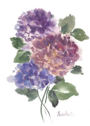 Framed Hidragenia 2 Print