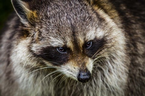 Framed Raccoon Print