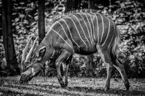 Framed Deer - Black &amp; White Print