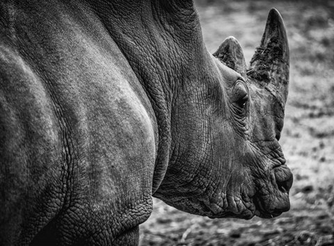 Framed Rhino - Black &amp; White Print