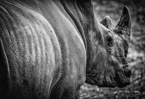 Framed Rhino II - Black &amp; White Print