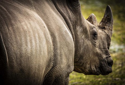 Framed Rhino II Print
