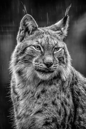 Framed Lynx in the Rain - Black &amp; White Print