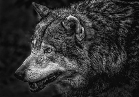 Framed Lone Wolf - Black &amp; White Print