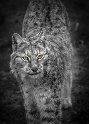 Framed Young Lynx Looking Up - Black &amp; White Print