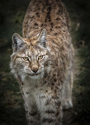Framed Young Lynx Looking Up Print