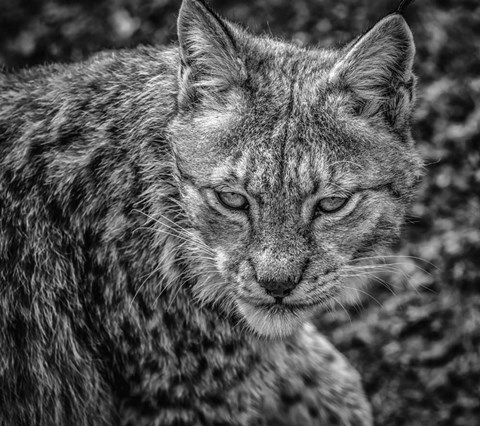 Framed Lynx II - Black &amp; White Print