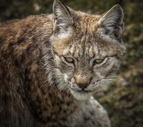 Framed Lynx II Print