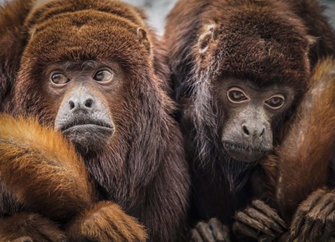 Framed Oranje Monkeys Print