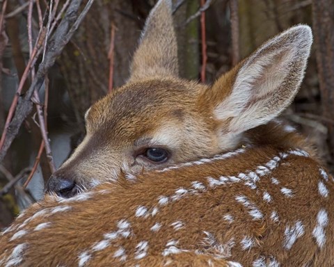 Framed Mule Deer Fawn Print