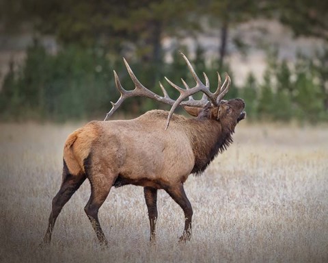 Framed Bull Elk Print