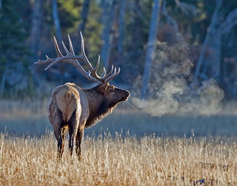 Framed Bull elk Print