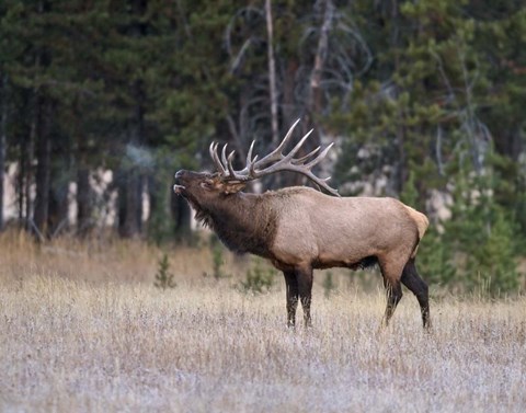 Framed Bull Elk Bugling Print