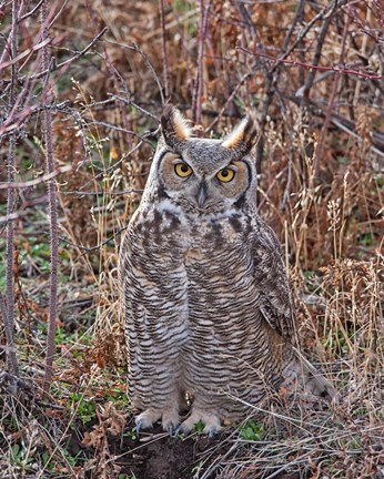 Framed Great Horned Owl Print
