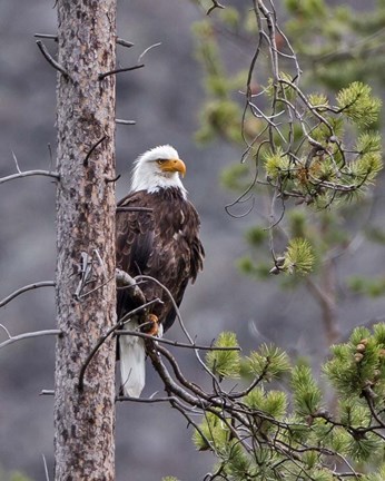 Framed Bald Eagle Print