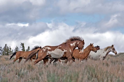 Framed South Steens Mustangs Print