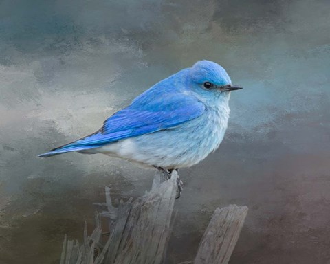 Framed Mountain Bluebird Print