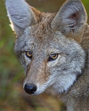 Framed Coyote Print