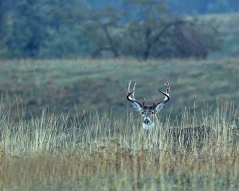 Framed Montana Whitetail Buck Print