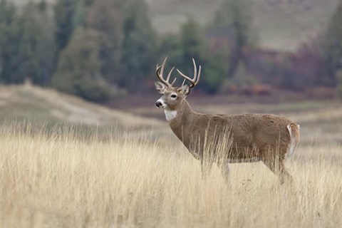 Framed Montana Whitetail Buck III Print