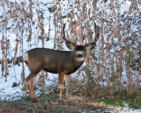 Framed Mule Deer Buck Print