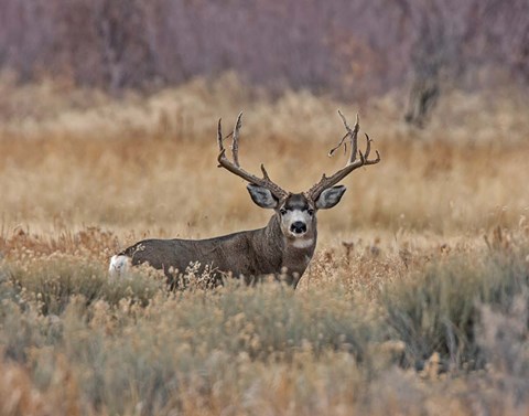 Framed Mule Deer Buck III Print