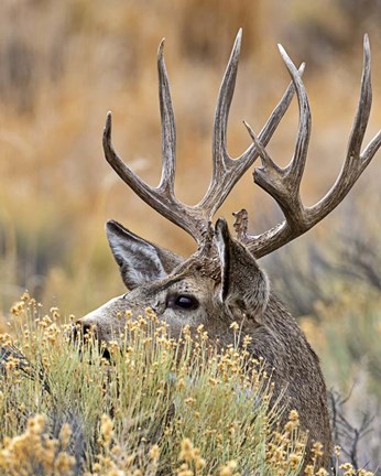 Framed Mule Deer Buck IV Print