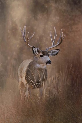 Framed Muley - Malheur Print