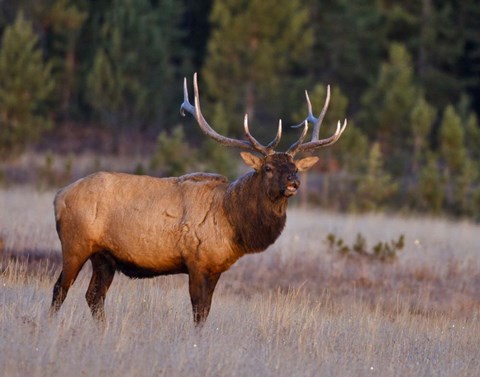 Framed Bull Elk Print