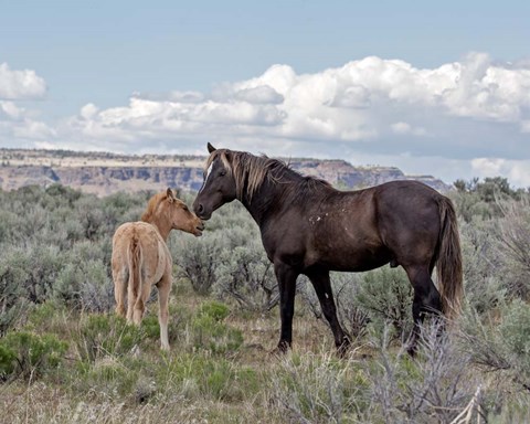 Framed Copper Pennys Foal &amp; Juniper Print