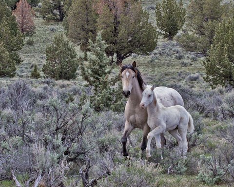 Framed Palomino Mare &amp; Colt Print