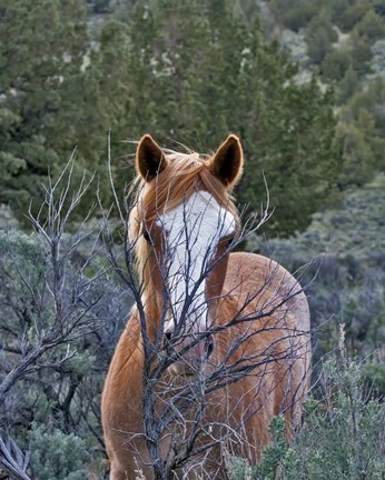 Framed Filly - Palomino Buttes Print