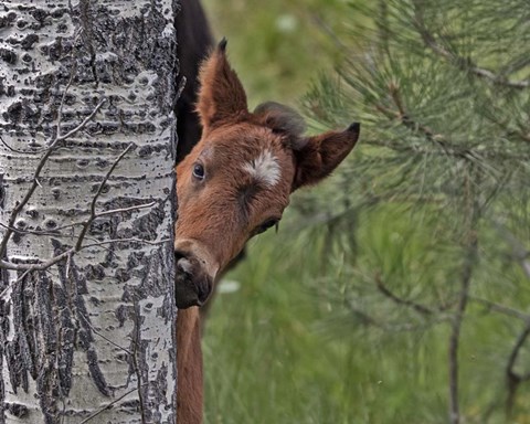 Framed Ochoco Foal - Ochoco Print