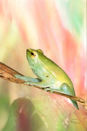 Framed Basking in Light Print