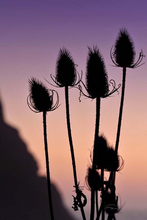 Framed Silhouette Print