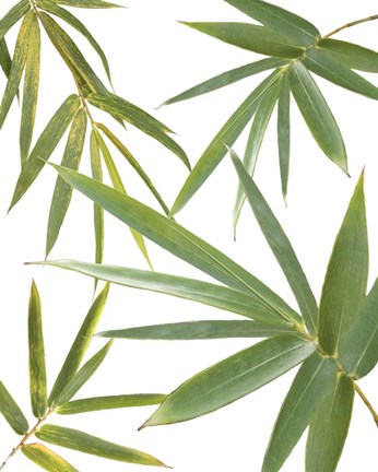 Framed Bamboo Collage Print