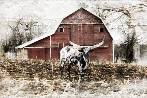 Framed Longhorn Print
