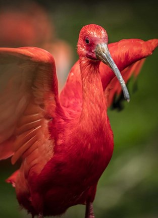 Framed Red Bird III Print