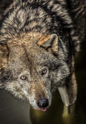 Framed Wolf in the Water Print