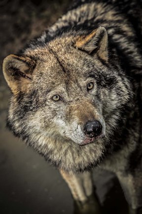 Framed Wolf in the Water II Print