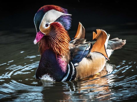 Framed Mandarin Duck Print