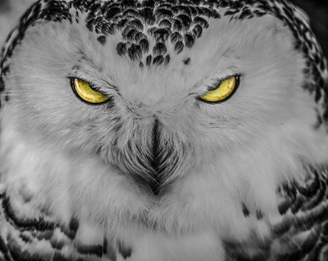Framed Evil Owl II Black &amp; White Print