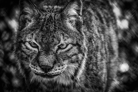 Framed Lynx Front  Black &amp; White Print
