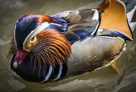 Framed Mandarin Duck III Print