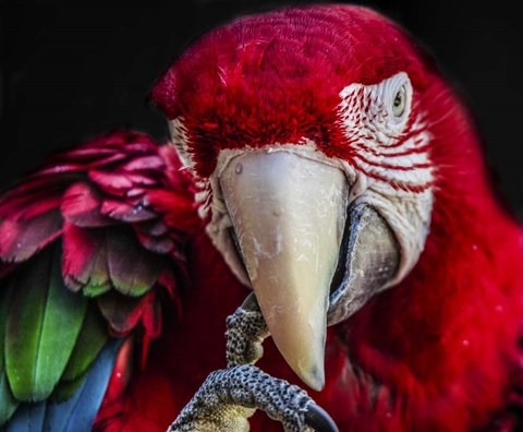 Framed Ara Parrot  III Print