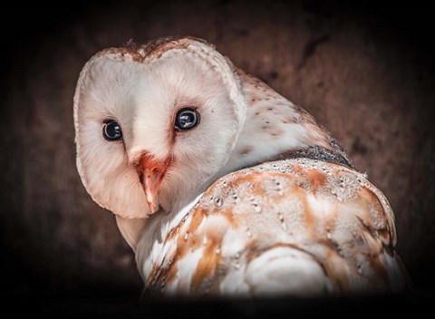 Framed Screech Owl Print
