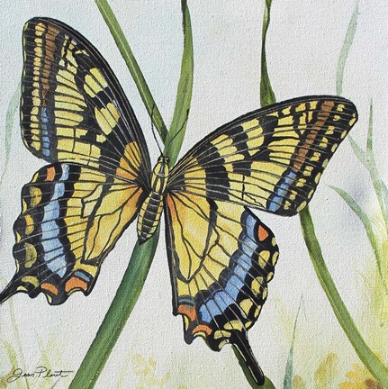 Framed Botanical Beauties B Print