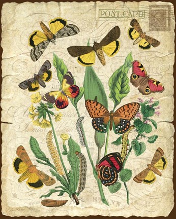 Framed Natures Beauty Print