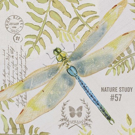 Framed Botanical Dragonfly A Print