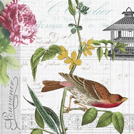 Framed Birdwatchers Dream 2 Print